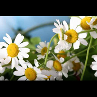 fototapety kwiaty, kwiaty, zdjęcia kwiatów, fototapety z kwiatami