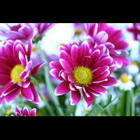 fototapety kwiaty, kwiaty, zdjęcia kwiatów, fototapety z kwiatami