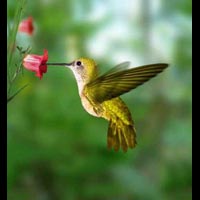 Koliber w trakcie pobierania nektaru z wnetrza kwiatu.