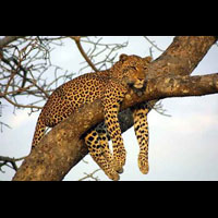 Gepard odpoczywający na gałęzi drzewa.