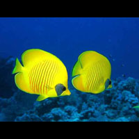 Żółte rybki na tle błekitnego oceanu.