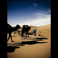 Beduin z wielbłądami na pustyni.