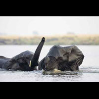 Słonie podczas kąpieli w wodzie.