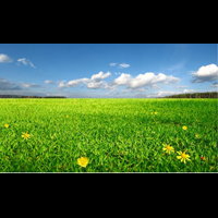 Zielona łąka pokrywa zółtymi kwaitami na tle błękitnego nieba.