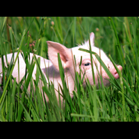 Malutka świnka w wysokiej trawie.