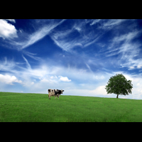 Krowa na tle delikatnie zachmurzonego nieba.