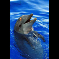 Delfin w oceanarium.