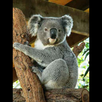 Mis koala na gałęzi.