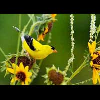 Żółty ptaszek wśród kwiatów.