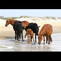 Konie na brzegu morza.